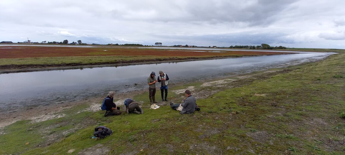 PKN-excursie brakwatermoerassen aan de zuidzijde van Schouwen-Duiveland