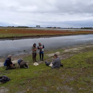 PKN-excursie brakwatermoerassen aan de zuidzijde van Schouwen-Duiveland